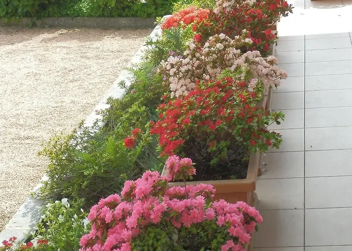 Bb Orchidea 스트레사